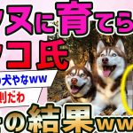 【2ch面白いスレ】犬に育てられた猫の姿が想像以上にヤバすぎるwwww