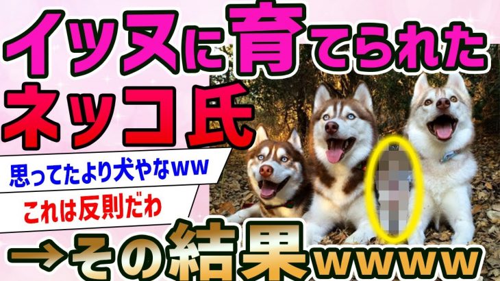 【2ch面白いスレ】犬に育てられた猫の姿が想像以上にヤバすぎるwwww