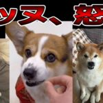 【2ch動物スレ】イッヌ、怒る