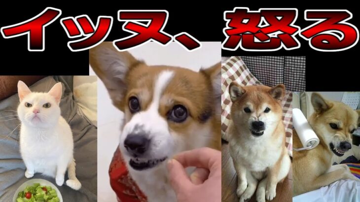 【2ch動物スレ】イッヌ、怒る