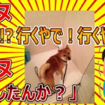 【2ch動物スレ】イッヌ「散歩！？行くやで！行くやで！」