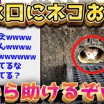 【2ch面白いスレ】ちょww排水口に猫詰まってるんだがwww【ゆっくり解説】