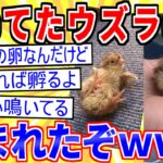 【2ch面白いスレ】ワイが温めてたウズラの卵が孵化したぞｗｗｗ【ゆっくり解説】