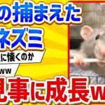 【2ch動物スレ】ワイの捕まえたドブネズミ、見事に成長するwww