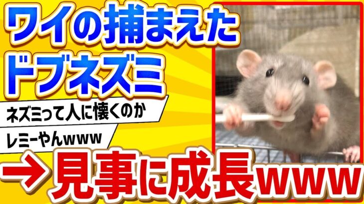 【2ch動物スレ】ワイの捕まえたドブネズミ、見事に成長するwww