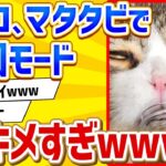 【2ch動物スレ】猫さん、マタタビをキメすぎた結果www