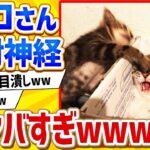 【2ch動物スレ】ネッコさん、反射神経ヤバすぎwwwww