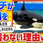 【2ch動物スレ】シャチが人間を襲わない理由ｗｗｗｗｗｗｗ