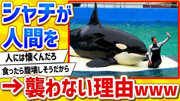 【2ch動物スレ】シャチが人間を襲わない理由ｗｗｗｗｗｗｗ