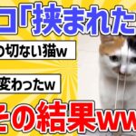 【2ch動物スレ】ネッコ氏「挟まれたニャ！」→その結果ｗｗ