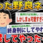 【ほっこり】野良猫を監禁してやったｗｗｗ【2ch面白いスレ】