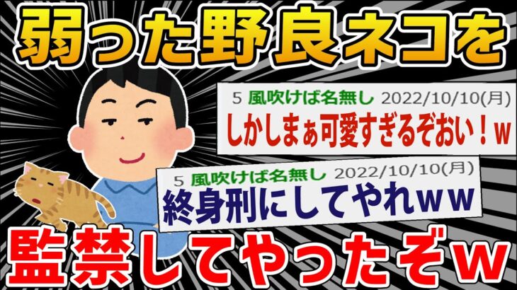 【ほっこり】野良猫を監禁してやったｗｗｗ【2ch面白いスレ】