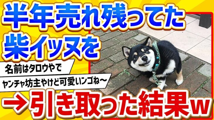 【2ch動物スレ】半年間売れ残りだった柴犬を引き取った結果www