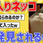 【2ch動物スレ】箱入りネッコ発見されるｗｗ→どうやって出るの？