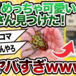 【2ch動物スレ】【虫あり・閲覧注意】人間「見て！めっちゃ可愛いタコ見つけた！」　→ 入院