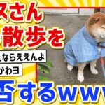 【悲報】イッヌ、雨の散歩を拒否【2ch動物スレ】