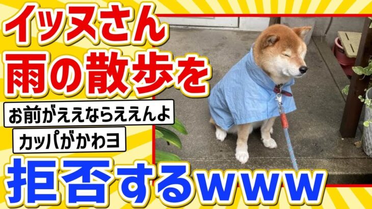 【悲報】イッヌ、雨の散歩を拒否【2ch動物スレ】