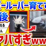 【2ch動物スレ】ワイ「ウーパールーパクッソ可愛い！飼うしかないやろ！」→一年後がヤバすぎワロタwwwww