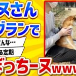 【2ch動物スレ】柴イッヌさん、ドッグランでぼっちーヌwwwww