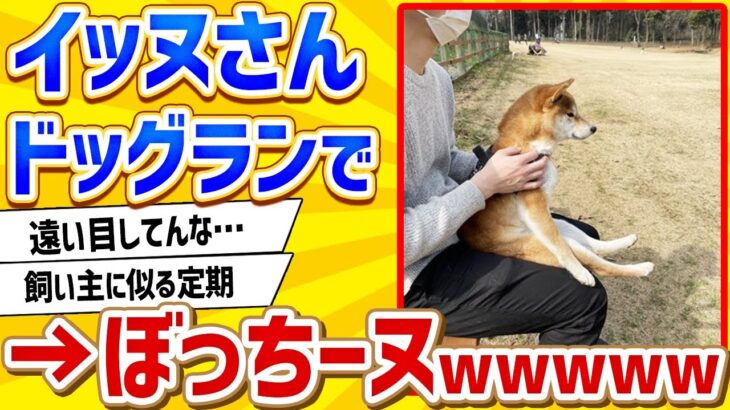 【2ch動物スレ】柴イッヌさん、ドッグランでぼっちーヌwwwww