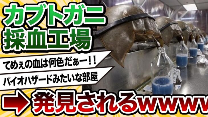 【2ch動物スレ】カブトガニの血を採取してる工場ワロタｗｗｗｗｗｗｗｗｗ