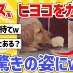 【2ch動物スレ】ヒヨコを飲み込んだイッヌ→その結果ｗｗ