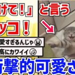 【2ch動物スレ】「助けて！」と言うネッコ→衝撃的な姿が可愛すぎる件ｗｗｗｗｗｗ