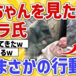 【2ch動物スレ】ゴリラ氏、人間の赤ちゃんを見た結果→予想外の行動にｗ