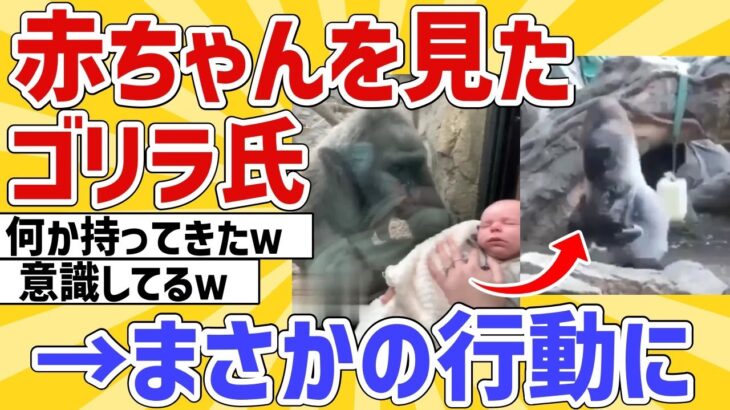 【2ch動物スレ】ゴリラ氏、人間の赤ちゃんを見た結果→予想外の行動にｗ