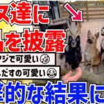 【2ch動物スレ】イッヌ達に手品を披露してみたら→お前らの想像の100倍衝撃的な結果だった件ｗｗｗｗｗｗ