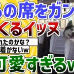 【2ch動物スレ】後ろの席をガン見し続ける犬さんが可愛すぎたｗ