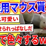 【2ch面白いスレ】実験用のマウス貰ったから安価で色々するｗｗｗ【ゆっくり解説】