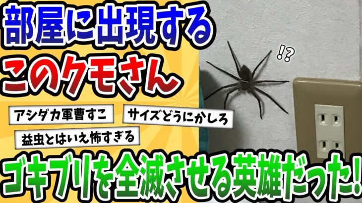 【2ch動物スレ】アシダカグモさん、どこからともなく現れゴキブリを全滅させてくれる英雄だった!!!