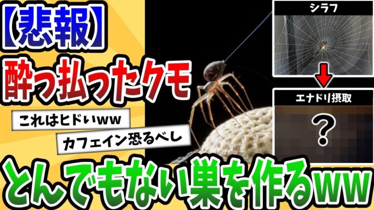 【2ch動物スレ】酔っ払ったクモが作った巣が滅茶苦茶すぎて話題にwww→クモの巣作りがよく見ると凄かった！