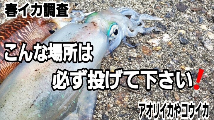 エギング 春イカ釣れない方こんな場所狙ってみて下さい アオリイカ コウイカ 大分佐伯エギング エギング攻略 Youtebe動画まとめたサイト