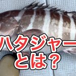 マハタの釣り方【初級編】スロージギング釣行　スピンドルナローでマハタHIT