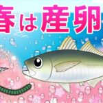 【2022春アジングのポイント】初心者おすすめ アミパターンに変わるタイミングが重要