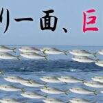【神回】数百の巨鰤のナブラに囲まれてジギングしたら大変なことに・・・