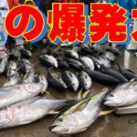 大物をこの手に！御蔵島キハダジギング【網代 森竜丸 御蔵島遠征ルアー】