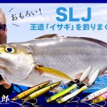 【村上的】#139 SLJの王道「イサキ」を釣りまくれ！【スーパーライトジギング】