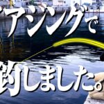 【爆釣デイアジング】昼間の漁港でアジの群れを発見。その後、爆釣します。