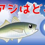 【夏アジング】大アジが釣れる要素と場所と夏の楽しみ方