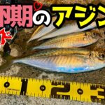 【アジング】尺超え！産卵期の低活性アジを攻略する