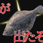 復帰3連戦目！真夏のサーフで速攻ヒラメ釣るサーフ馬鹿が居ました