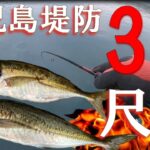 アジング　鹿児島の普通の堤防から35ｃｍの尺越えアジを釣った　鹿児島　釣り