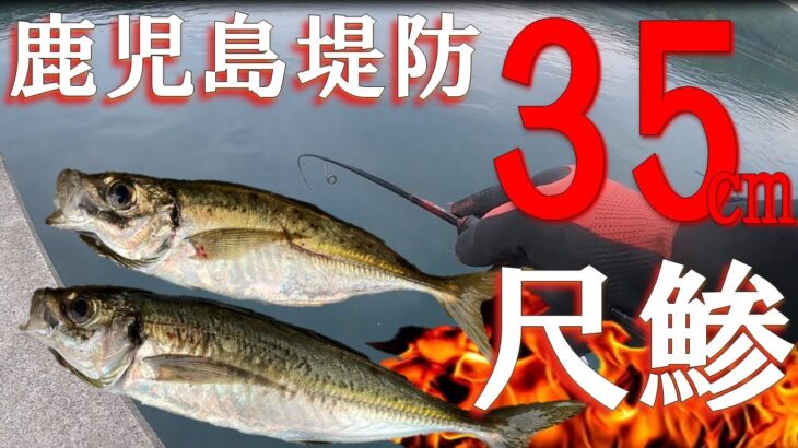 アジング　鹿児島の普通の堤防から35ｃｍの尺越えアジを釣った　鹿児島　釣り