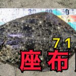 71センチの座布団が釣れた！詳しく解説します【鹿島灘サーフ】