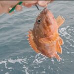 渋い日はTGベイトで美味しい釣りもアリみたいです【本命は青物】