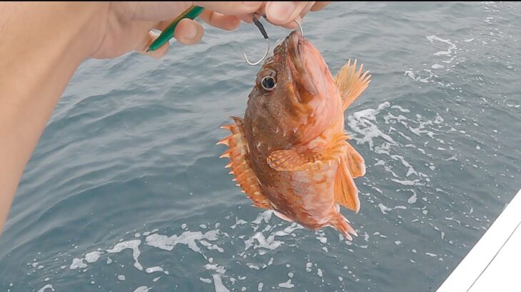 渋い日はTGベイトで美味しい釣りもアリみたいです【本命は青物】