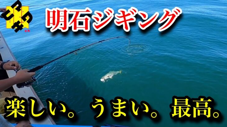 【ヒマキワch ＃23】続。初夏。明石ジギング！釣ってよし！食べてよし！【ハマチ】
